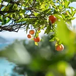 Ξενοδοχείο Le Roquebrune-Cap-Martin